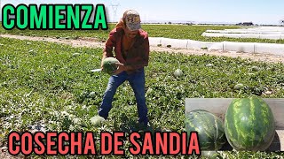 PRIMER COSECHA DE SANDIA EN NUESTRA COMARCA LAGUNERA MEXICO [upl. by Lavena]