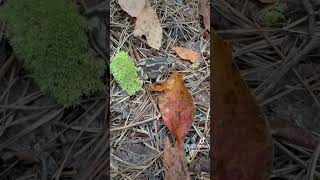 Spadefoot toad wildlife nature animals hiking toad amphibian [upl. by Lena]