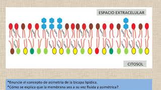 19 Membranas biológicas  La asimetría de la bicapa lipídica [upl. by Gnet]