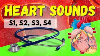 Heart Sounds Made Easy  S1 S2 S3 S4 and Murmurs Systolic and Diastolic [upl. by Enrique]