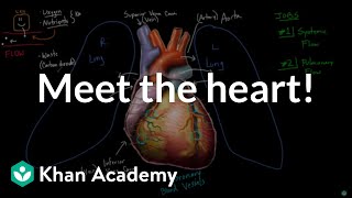 Meet the heart  Circulatory system physiology  NCLEXRN  Khan Academy [upl. by Azaria182]