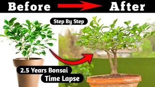 Lemon bonsai  Bonsai Time Lapse [upl. by Atarman]