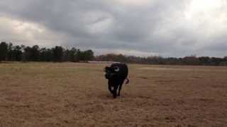 Wilson the water buffalo running [upl. by Fredenburg]