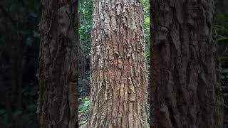 Bark of Erythrina stricta a tree of Odisha trees medicinal odisha indianplant [upl. by Rintoul559]