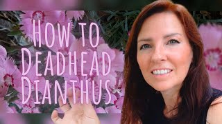 How to Deadhead Dianthus ✂️🌸💀 Detailed Video Tutorial • Growing Home Gardening [upl. by Gottlieb]