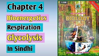 glycolysis  respiration  class 11 biology Sindh board chapter 4 bioenergetics [upl. by Mimajneb]