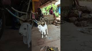 Kambing umur 10 hari minivlog viral shortvideo pengenviral photography ngidam kambing [upl. by Lody]