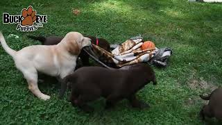 Outgoing Labrador Retriever Puppies [upl. by Anits]