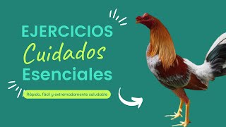 quotSecretos de Preparación EJERCICIOS Clave y CUIDADOS ESENCIALES para GALLOS DE COMBATEquot [upl. by Stillmann]