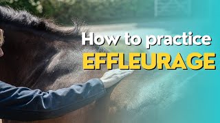 Effleurage Equine Massage Stroke [upl. by Serica]