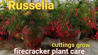 Russeliafirecracker plant care [upl. by Bacchus]