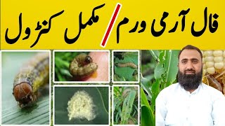 How to identify and control Fall Armyworm effectively  Bilal Kanju Official [upl. by Nets]