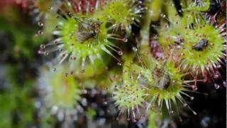 Time Lapse Sundew Rotundifolia [upl. by Aneerahs]