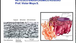 Retículo Endoplasmático Rugoso  Brasil Escola [upl. by Mcnair]
