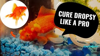 Dropsy In Pet Fish Symptoms Cure Prevention amp More Within Just 3 Minutes [upl. by Roxie429]