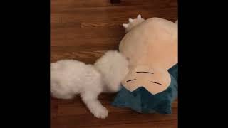 Bichon Puppy Wagging Welcome Homecoming Surprise with a New Toy BichonLoveAdoptionJourney dog [upl. by Torray596]