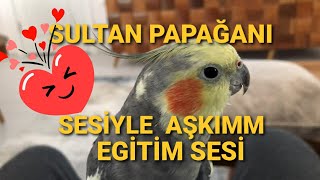 Kuşumu bu sesle konuşdurdum Aşkim Eğitim sesi PAPAĞANMUHABBET KUŞU video arası reklamsız [upl. by Faust642]