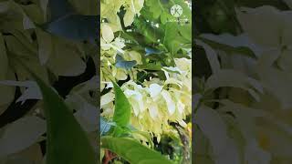 White Mussaenda Plant garden plants nature white [upl. by Kcirddes]