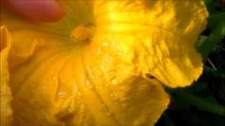 How to Hand Pollinate Pumpkins Zucchinis Squash [upl. by Abby]