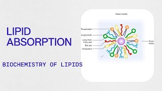 Biochemistry  Lipid Absorption [upl. by Pinto977]