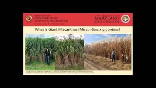 Giant Miscanthus [upl. by Larimer]