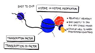 How to Optimize your Chromatin Fragmentation for ChIP [upl. by Yecad]