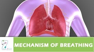 MECHANISM OF BREATHING PART 02 [upl. by Viv]