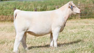 Coudron Charolais Tag 1 [upl. by Aneer560]