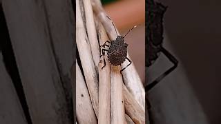 Longlegged tiny tick stink bug [upl. by Millford]