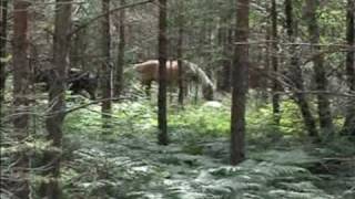 Wildpferde Wild Horses Russ  Lojsta Halle Gotland [upl. by Thorlay1]