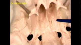 Osteology of the skull 5 inferior view [upl. by Ronalda]