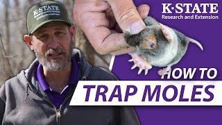 How YOU can trap moles successfully  KState Research and Extension Guides [upl. by Yadseut822]