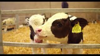 Calf Rearing  Routine Calf Management [upl. by Romney]