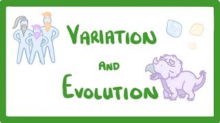 GCSE Biology  Variation and Evolution 68 [upl. by Llerdna804]