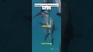 This is how Dolphins use sonar to locate Food  🐬 facts animalfacts youtubeshorts [upl. by Telrats]