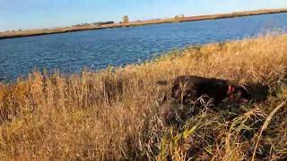 Arlo on a running rooster with a water retrieve [upl. by Astor]