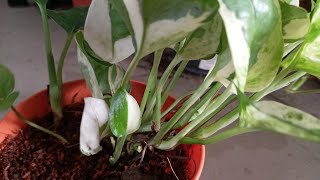 HALFMOON Leaf On a NJOY Pothos [upl. by Isolda]