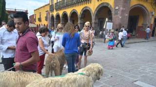 Club lobero irlandés Ciudad de México  club irish wolfhound México city san Miguel Allende [upl. by Chon]