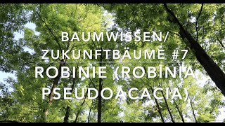 Robinie  Zukunftbäume  7 Baumwissen [upl. by Biron]