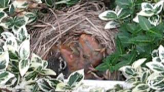 Baby Robins being fed in their nest [upl. by Hilary]