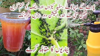 Organic Pesticide amp Fungicide for Plants  Protect Plants from DiseasesStronger Roots Demak Khatam [upl. by Anairt327]