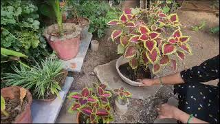 Coleus Plant 🪴 [upl. by Avir]