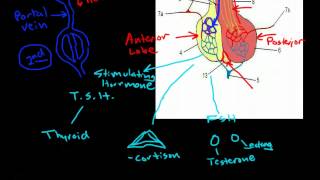 Hypothalamus amp Pituitary Physiology [upl. by Flosser]