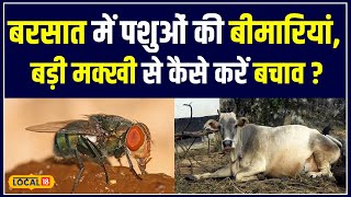 Animal Care Monsoon में पशुओं को Trypanosoma से कैसे बचाएं जानें Experts की राय  local18 [upl. by Sunny974]