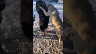 tibetan mastiff vs 3 wolfs fight 🔥animals wildlife shortsfeed shortsvideo viralvideo [upl. by Didier850]