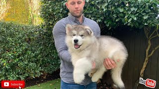 Malamute Puppy Training Teddy Is Learning Fast [upl. by Samale582]