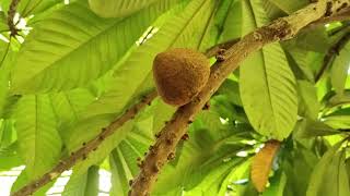 Sapota  Mamey sapote Tree  Cultivation in Karnataka [upl. by Eniarda]