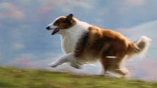 Lassie 1994 ORIGINAL TRAILER HQ [upl. by Ecirad]