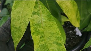 Mango Seedlings Project  October 2024 [upl. by Leclair]