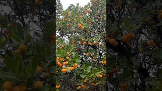 Strawberry Tree Arbutus  Brac Croatia fruit strawberry fyp [upl. by Charlena308]